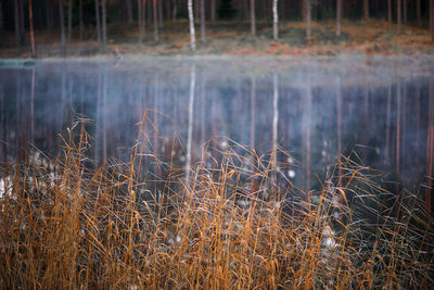 Close-up of grass in lake