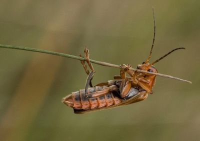 Close-up of insect