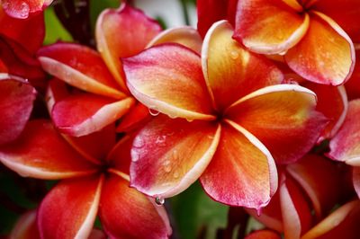 Close-up of red and yellow flowers