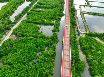 High angle view of road amidst plants