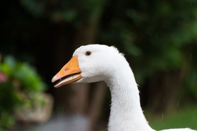 Close-up of swan