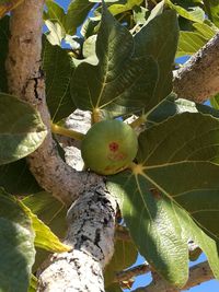 Low angle view of fruits on tree