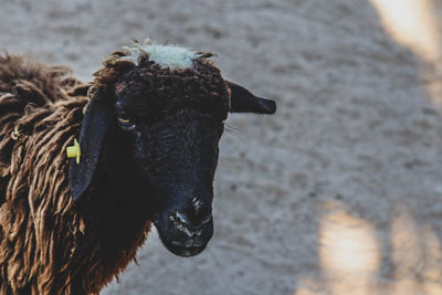 Close-up portrait of a horse