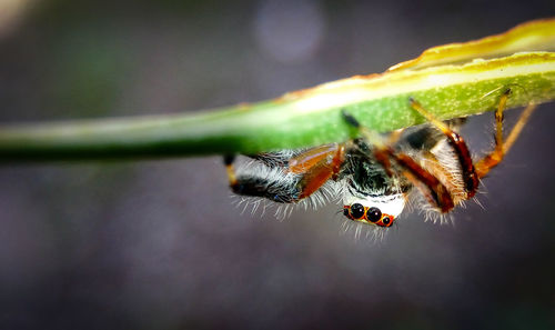 Close-up of spider on web