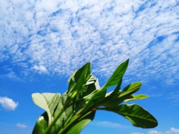 Close-up of leaves against blue sky