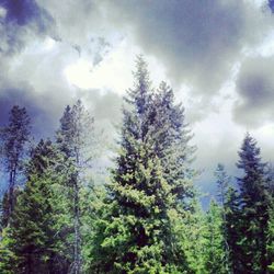 Low angle view of trees against cloudy sky