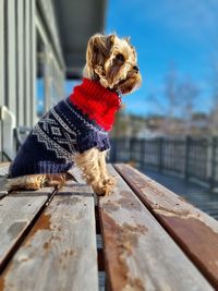 Cute dog enjoys the sun in winter. dog is wearing a home knitted sweater.