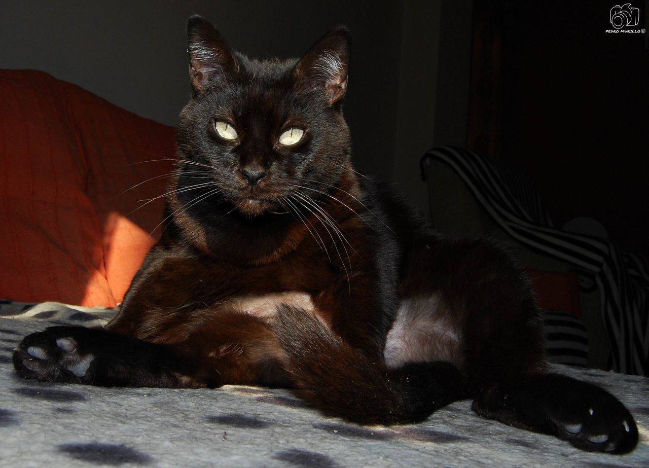 domestic cat, animal themes, one animal, mammal, pets, domestic animals, feline, whisker, sitting, no people, indoors, looking at camera, relaxation, portrait, close-up, day