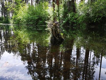 Reflection of trees in lake