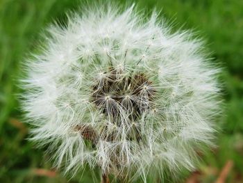 Close-up of dandelion flower