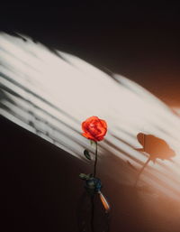 Close-up of red rose against wall at home