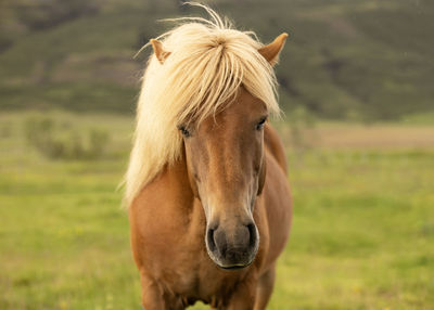 Close-up of horse standing on field