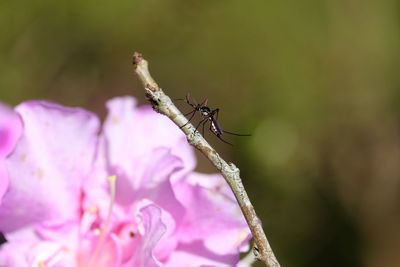 Close-up of insect on twig