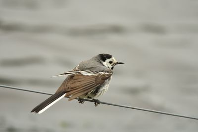 Close-up of bird perching outdoors