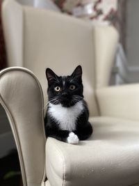 Cat sitting on sofa at home