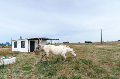 Sheep in a field