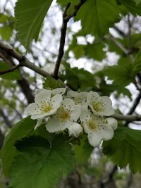 Close-up of white cherry blossom on tree