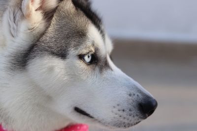 Close-up of dog looking away