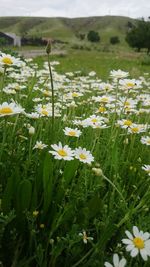 Close-up of white flowers blooming in field