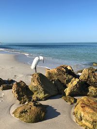 Birds perching on rock by sea against clear sky