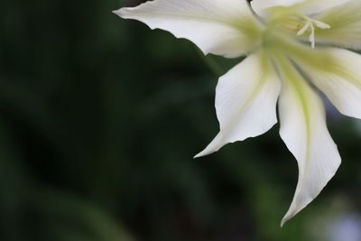 Close-up of flower against blurred background