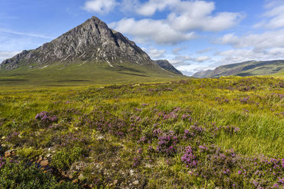 Scenic view of grassy field against sky