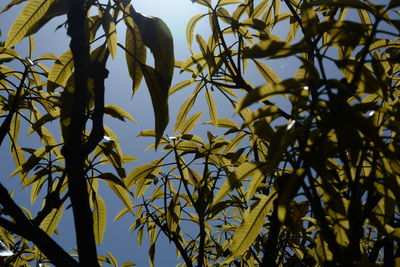 Low angle view of tree against sky