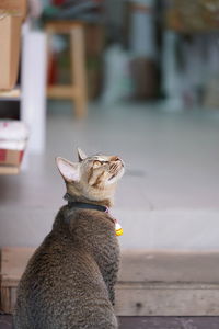 Cat looking up outdoors