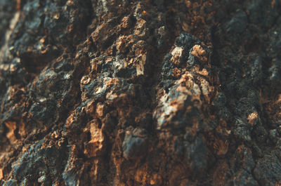 Full frame shot of tree trunk