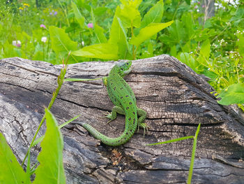 Close-up of lizard on wood