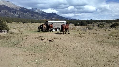 View of a horse on field