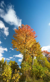 Low angle view of tree against sky