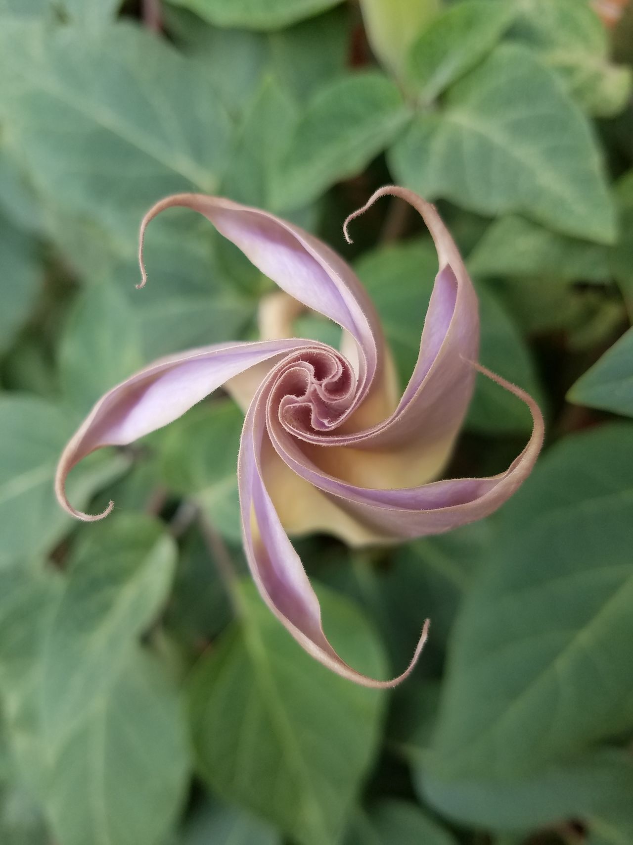 Datura flower with purple closed 02 nature outdoors