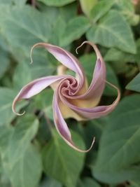 Close-up of flower