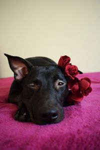 Close-up portrait of a dog resting