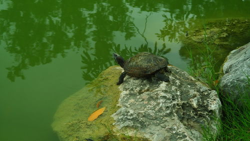 View of turtle on rock by lake