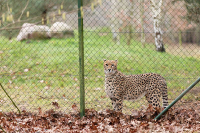 Leopard seen through chainlink fence