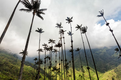 Low angle view of palm trees by mountain against sky