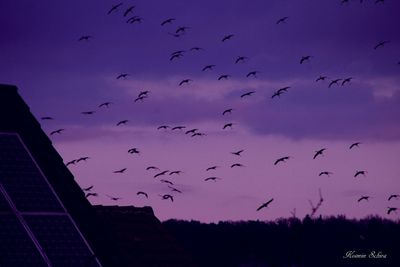 Low angle view of birds flying against sky