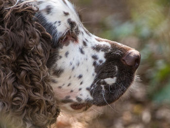 Profile of young english springer spaniel