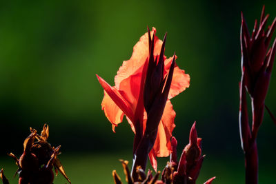 Close-up of red flowering plant