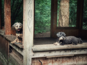 Portrait of dog sitting on wood