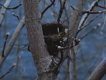 Close-up of bare tree