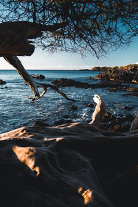 People in sea by trees against sky