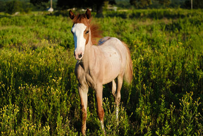 Horse standing in a field