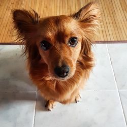 High angle view of dog at home