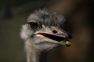 Close-up of bird against blurred background