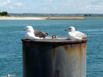 Seagull perching on wooden post by sea against sky