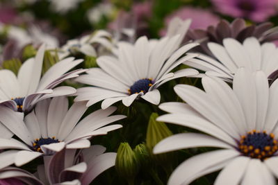 Close-up of white flowers