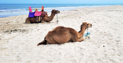 Camels on sand at beach